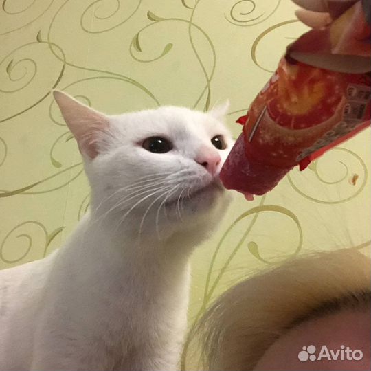 Белый кот