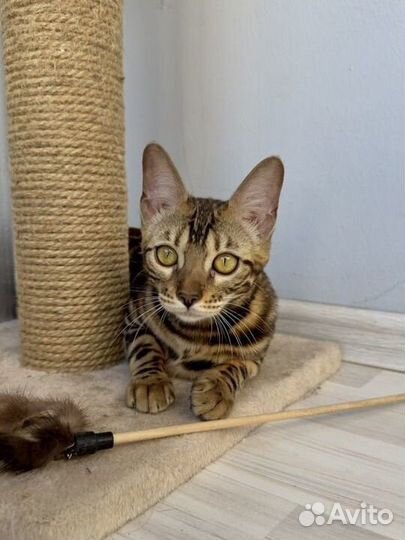 Бенгальский котенок