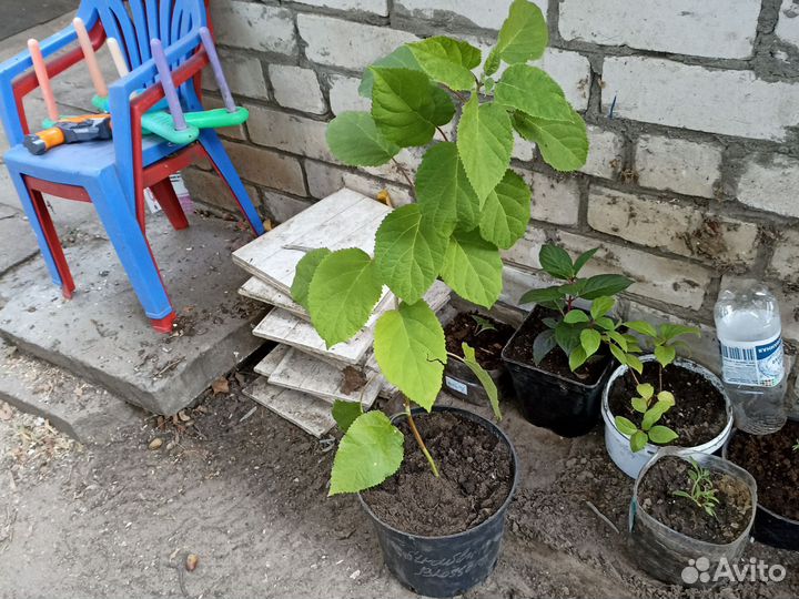 Гортензия Стронг Аннабелль