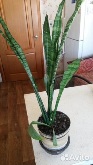 Сансевиерия (щучий хвост, тёщин язык)