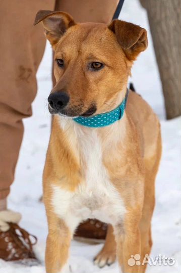 Молодой пес в добрые руки