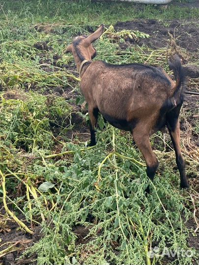 Козы и козлы