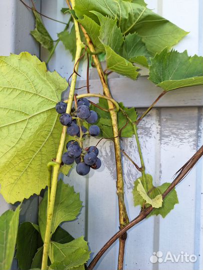 Виноград изабелла куст 4г