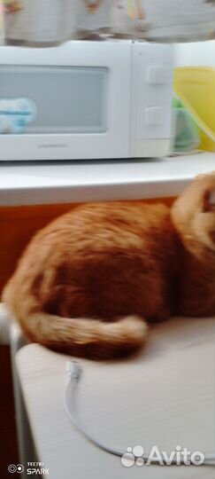 Кот рыжий абобус