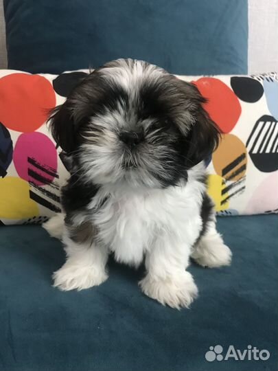 Милая девочка шит цу