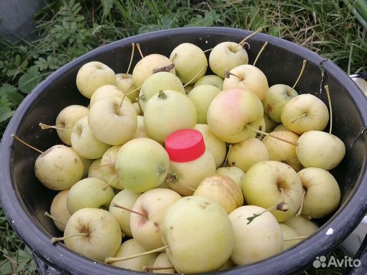 Яблочки садовые