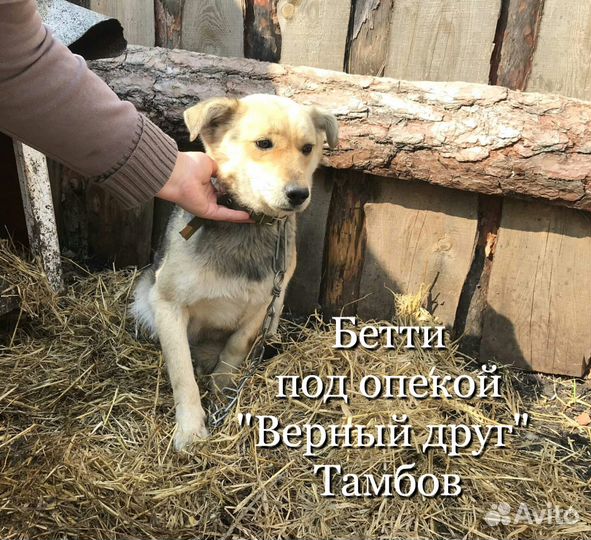 Бетти в добрые руки