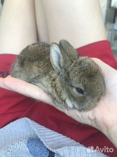 Декоративные крольчата