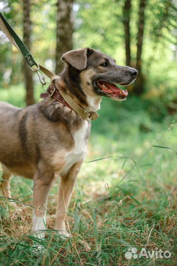 Собака-мечта из приюта