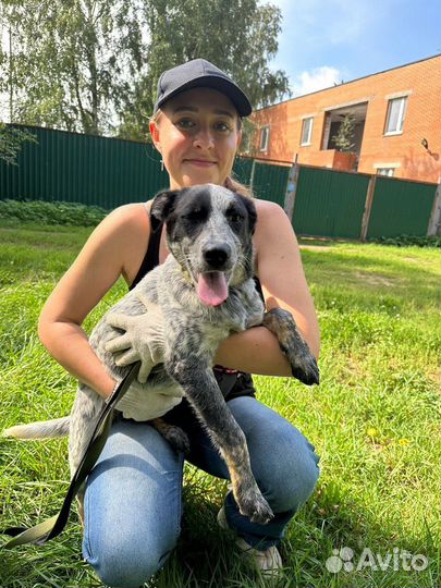 Малыш Спотти из приюта ищет дом