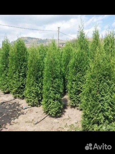 Туя западная смарагд