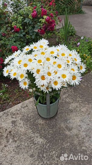 Ромашка садовая, рассада