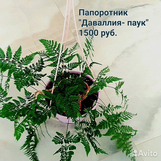 Папоротник редкий