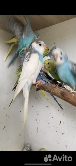 Волнистый попугай