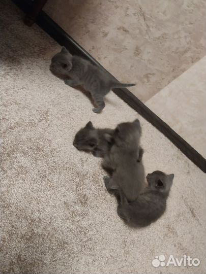 Британские котята