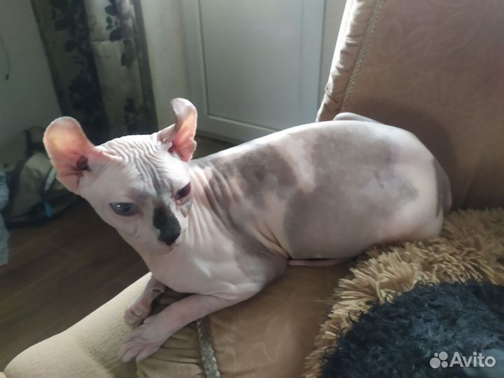 Канадский сфинкс Эльфики