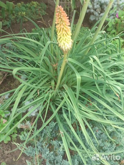 Продам Книфофия