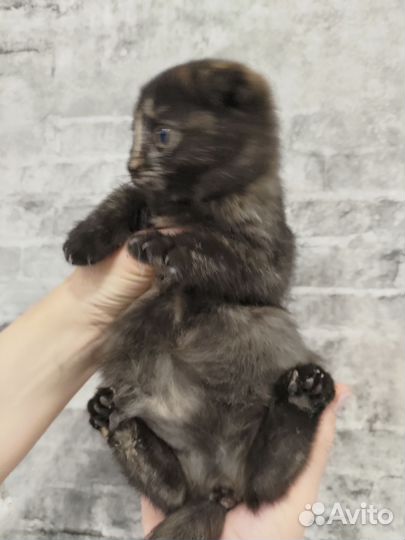 Котики бесплатно в добрые руки