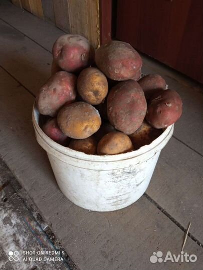 Продам картофель