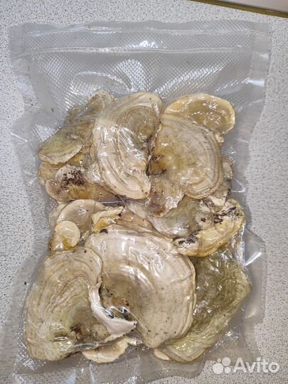 Траметес жёстковолосистый