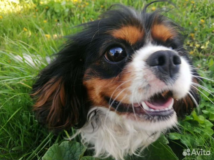 Кавалер кинг чарльз спаниель вязка