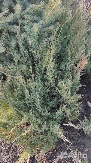 Можевельник казацкий