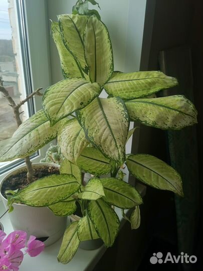 Диффенбахия