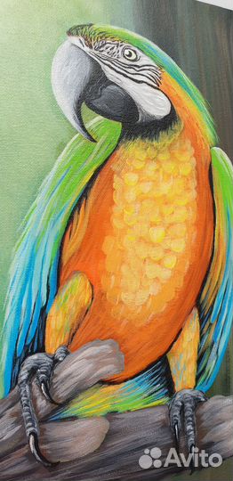 Попугай Ара