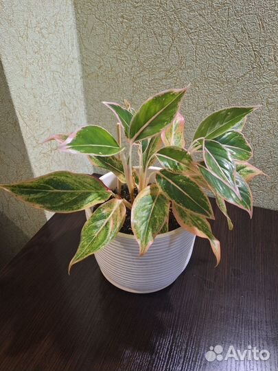 Сортовые аглаонемы