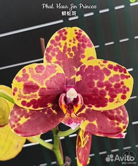 Орхидея Phal. Haur Jin Princess