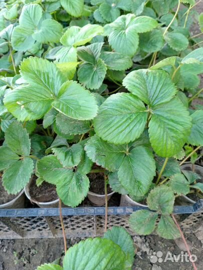 Рассада клубники