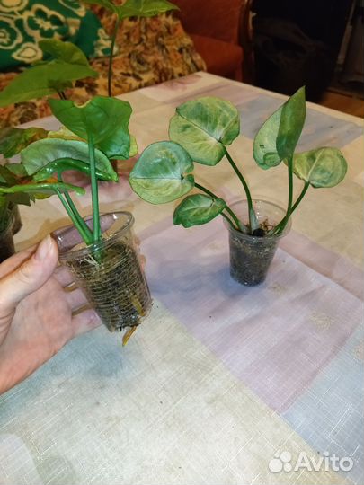 Сингониумы сортовые