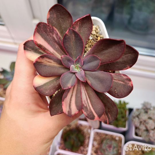 Суккуленты эхеверии 1