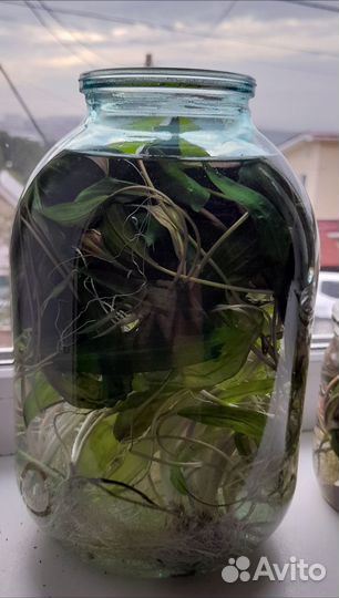 Растения для аквариума