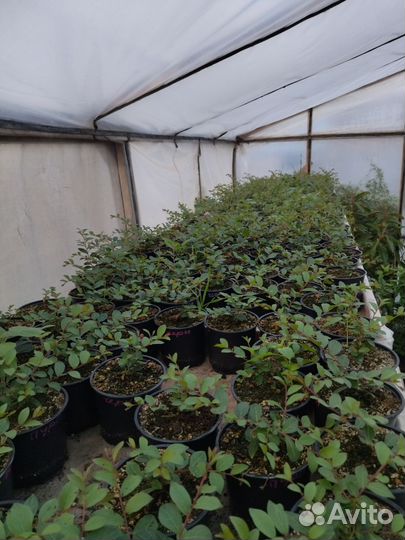 Лагерстремия