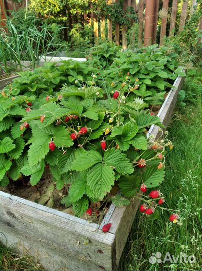 Саженцы земляники