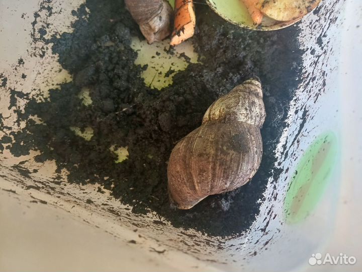 Улитки ахатины с контейнером