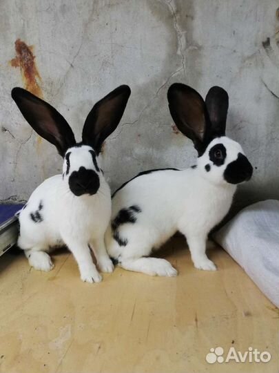 Немецкий пестрый великан (нпв)