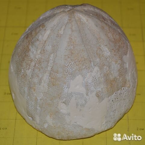 Окаменелые морские ежи и их иглы