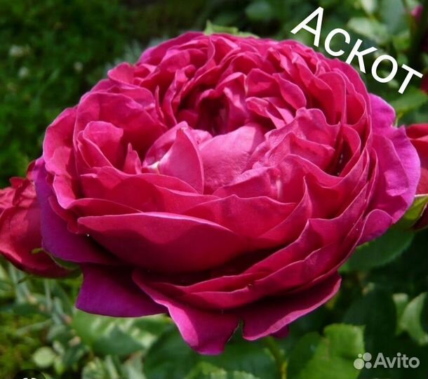 Саженцы роз