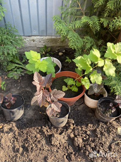 Саженцы пузыреплодника