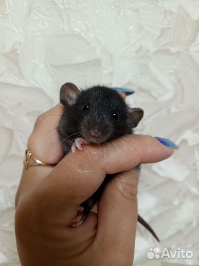 Крыса дамбо