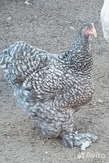 Курочки молодки