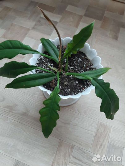 Филодендрон крокодил