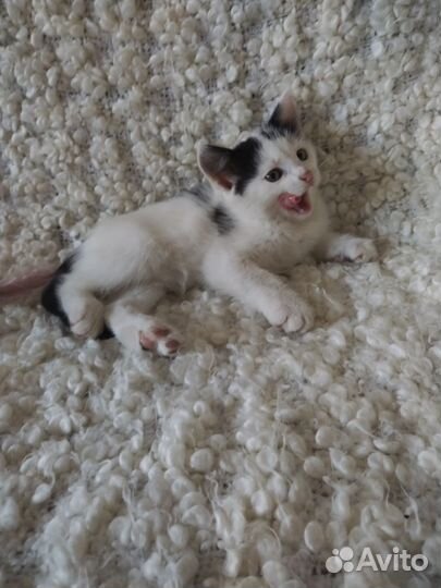 Котята разных окрасов