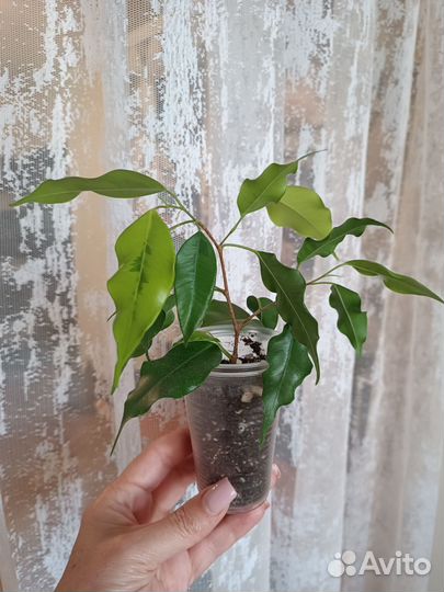 Фикусы, Эсхинантус