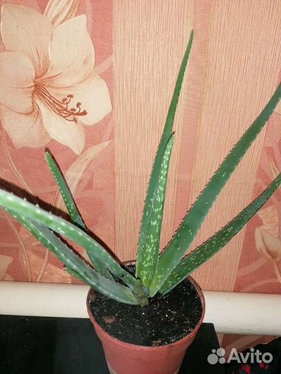Продам Алоэ-Вера