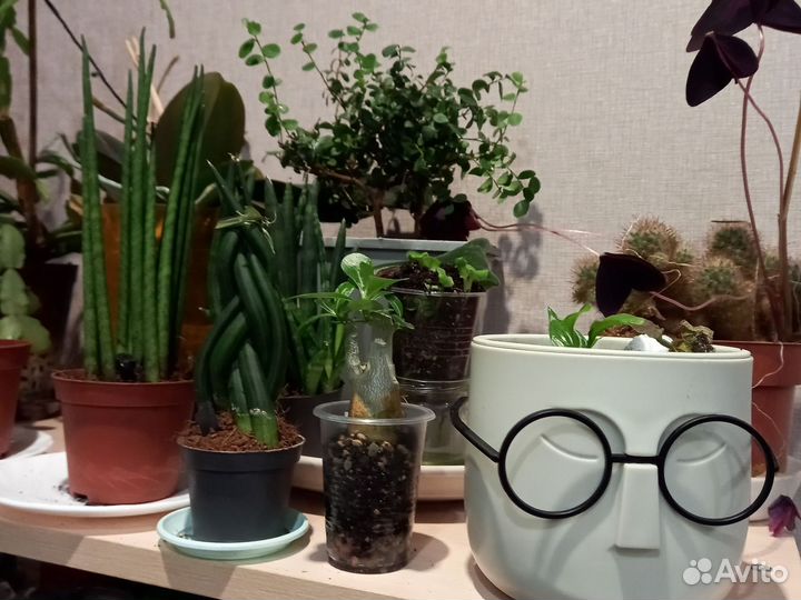 Адениум мини