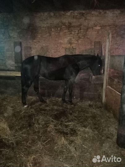 Карачаевский жеребец