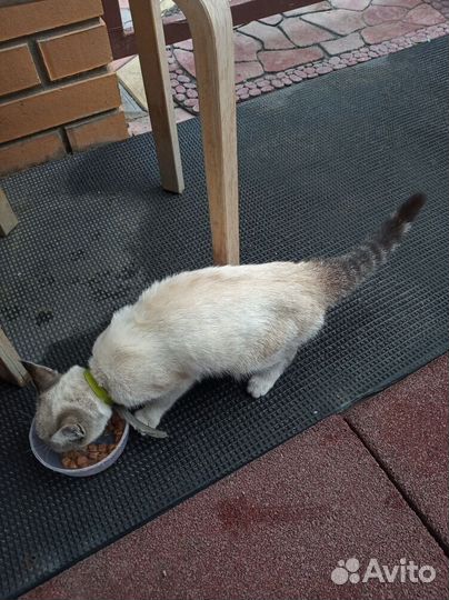 Котик ищет дом